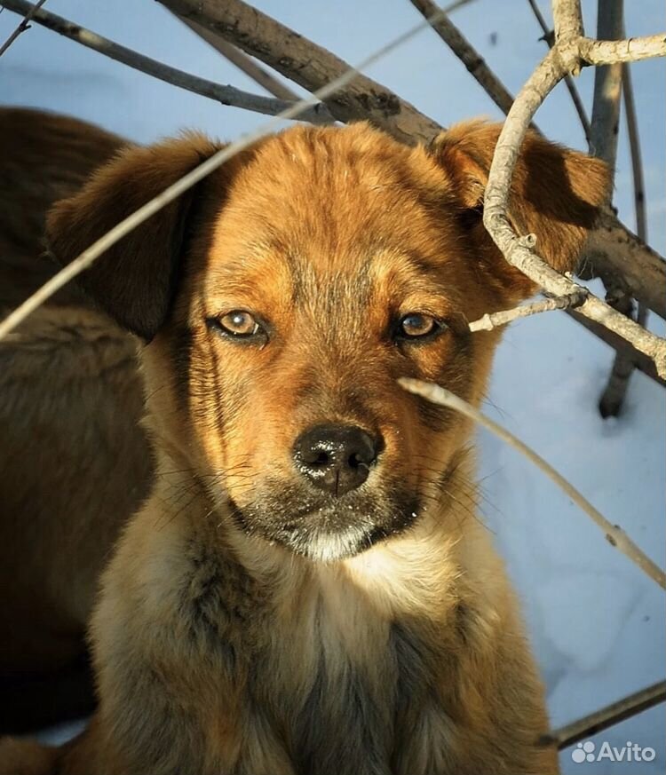 Щенки дворняги фото