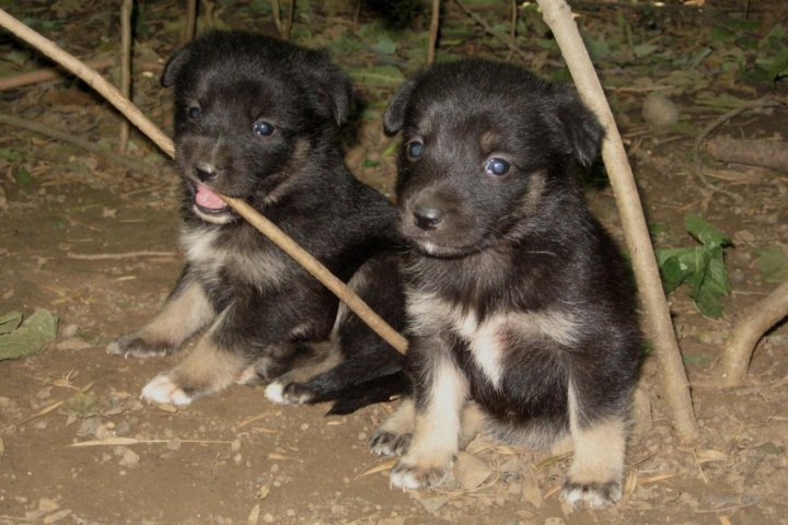 Месячные щенки дворняги фото