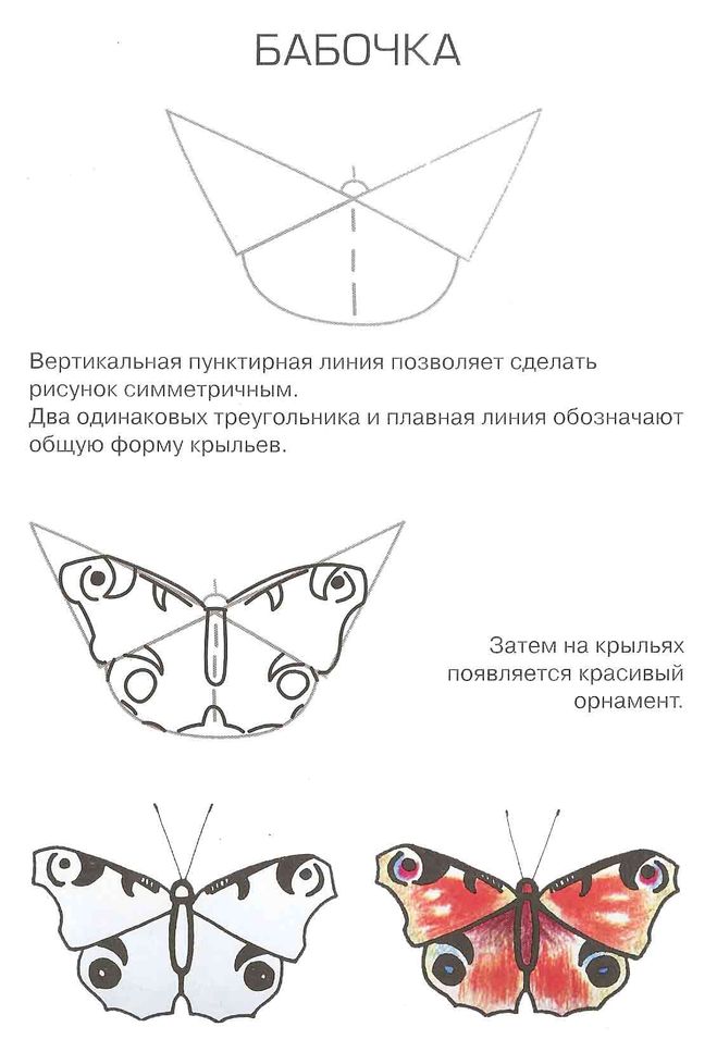 Схема рисования бабочки для детей