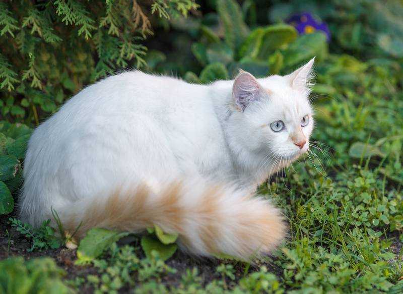 Трехцветная кошка с пушистым хвостом фото