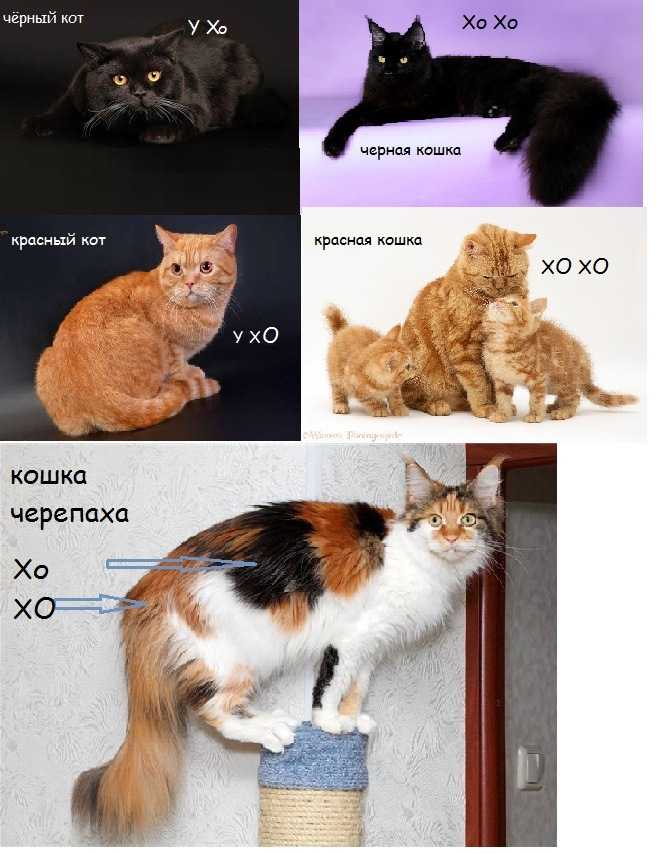 Определить породу кота по фотографии
