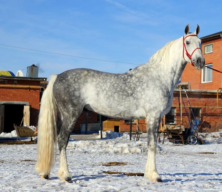 Кони в яблоках фото лошади