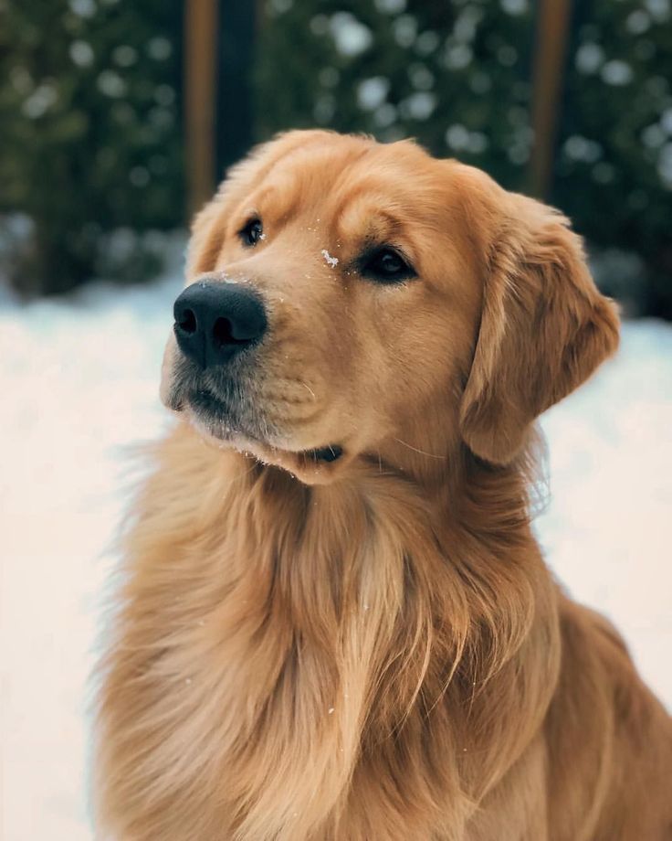 Самые красивые собаки в мире фото и породы