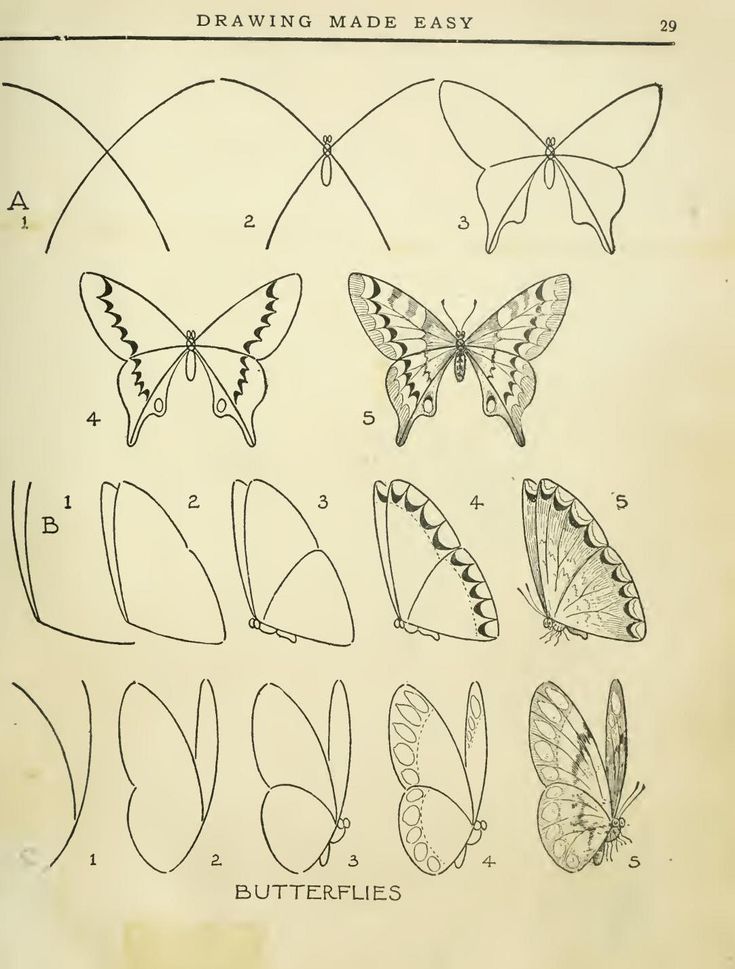 Как нарисовать бабочку легко и красиво быстро