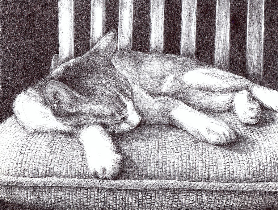 Кот спит рисунок