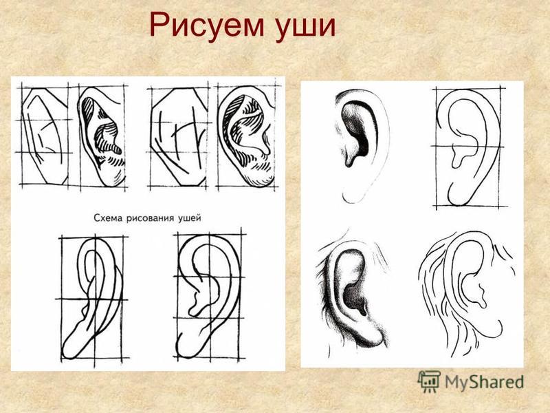 Уха поэтапно. Схема рисования ушей. Поэтапное рисование ушей. Ухо построение. Как нарисовать ухо.
