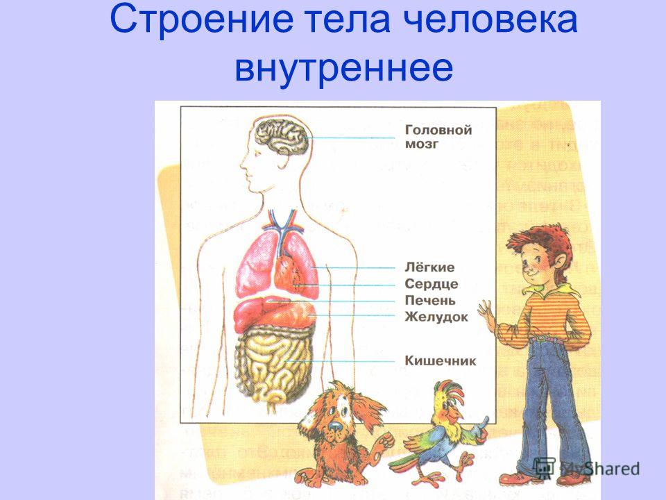 Схема организма человека рисунок. Строение человека. Строение тела человека. Внутреннее строение тела человека. Строение человека рисунок.