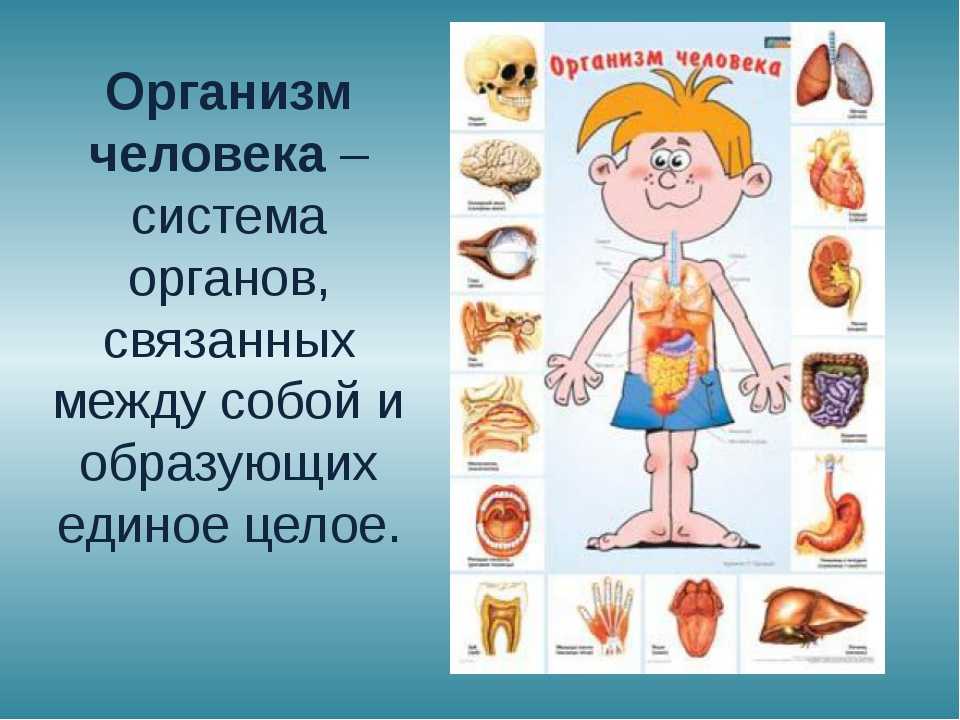Любой новый организм. Организм человека для дошкольников. Тело человека органы для детей. Человеческий организм для детей. Органы человека картинка.