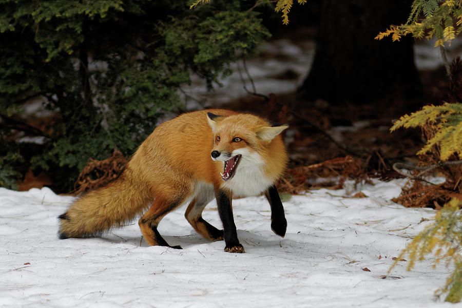 Затаивание лисицы в укромном месте перед нападением. Лиса. Агрессивная лиса. Лиса злится. Бешеные лисы.