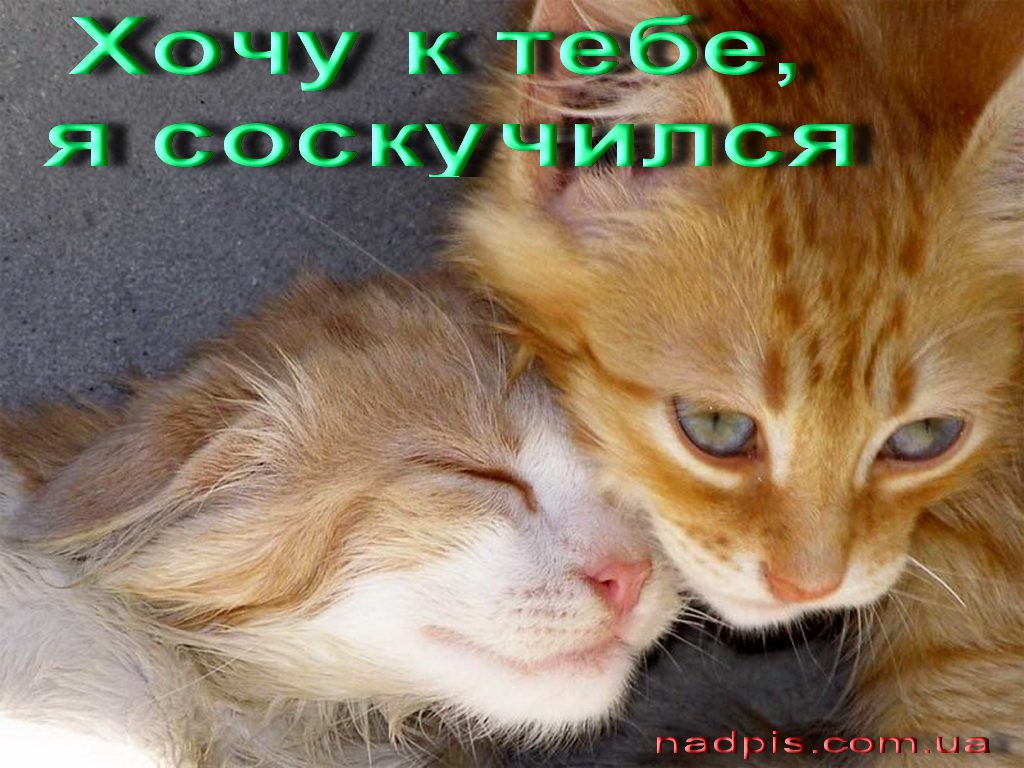 httpnadpis.com_.uaxochu-k-tebe-ya-soskuchilas