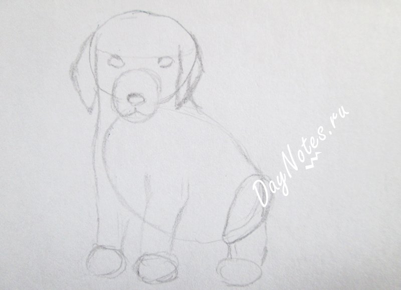 как нарисовать собаку карандашом поэтапно для начинающих детей