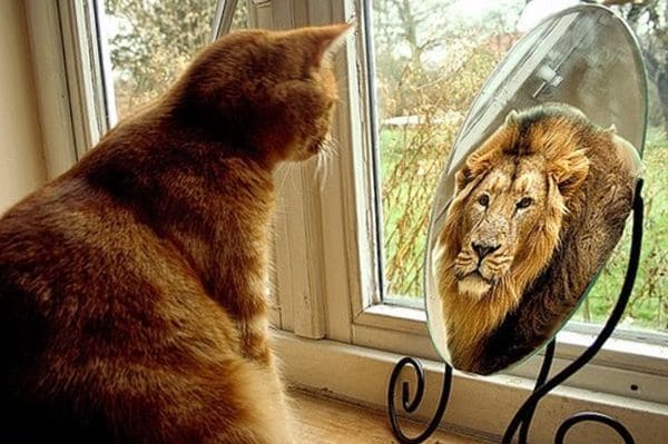 Котенок у зеркала