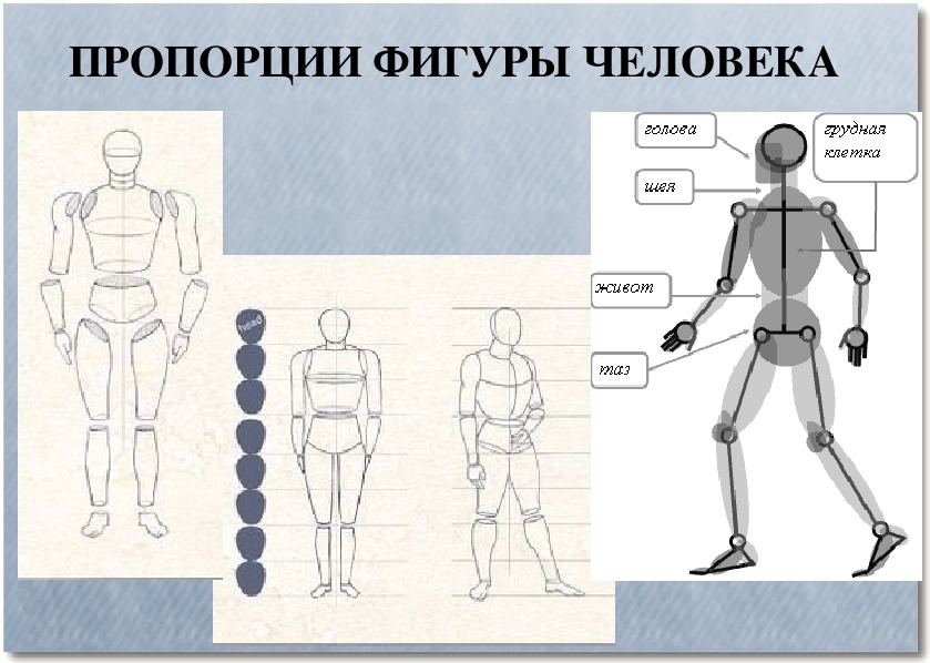 Пропорции б. Пропорции человека. Строение фигуры человека. Пропорции и строение фигуры человека. Пропорции человеческой фигуры.