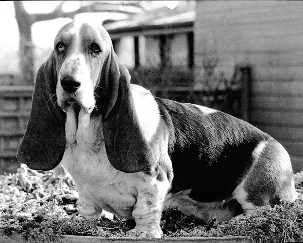 Today, their bellies are much lower to the ground and their rear legs have also seemed to lower with excessive skin with larger floppy ears (pictured). Basset Hounds are prone to vertebra problems, droopy eyes that are constantly suffering from entropion and ectropion