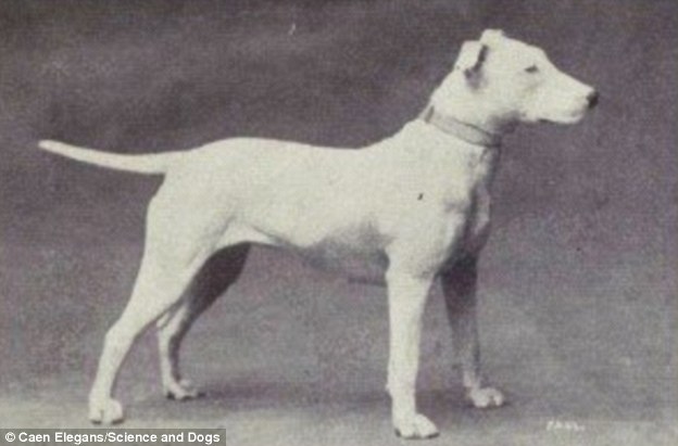 The Bull Terrier was first created in the early 1800s with the mix of the old English Terrier and the Bulldog. Prior to being a stocky fighter, the Bull Terriers had a slim curved body and a more chiseled nose. Over the years, the animals mutated to have a warped skull and thicker abdomen