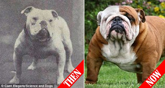 Humans have been domesticating dogs before they learned how to farm. But with our obsession to create a perfect breed, they are almost unrecognizable from their early ancestors. Here, the English bulldog is said to be the most changed dog from its ancestors, as it has endured so much breeding that it suffers from almost every disease possible.