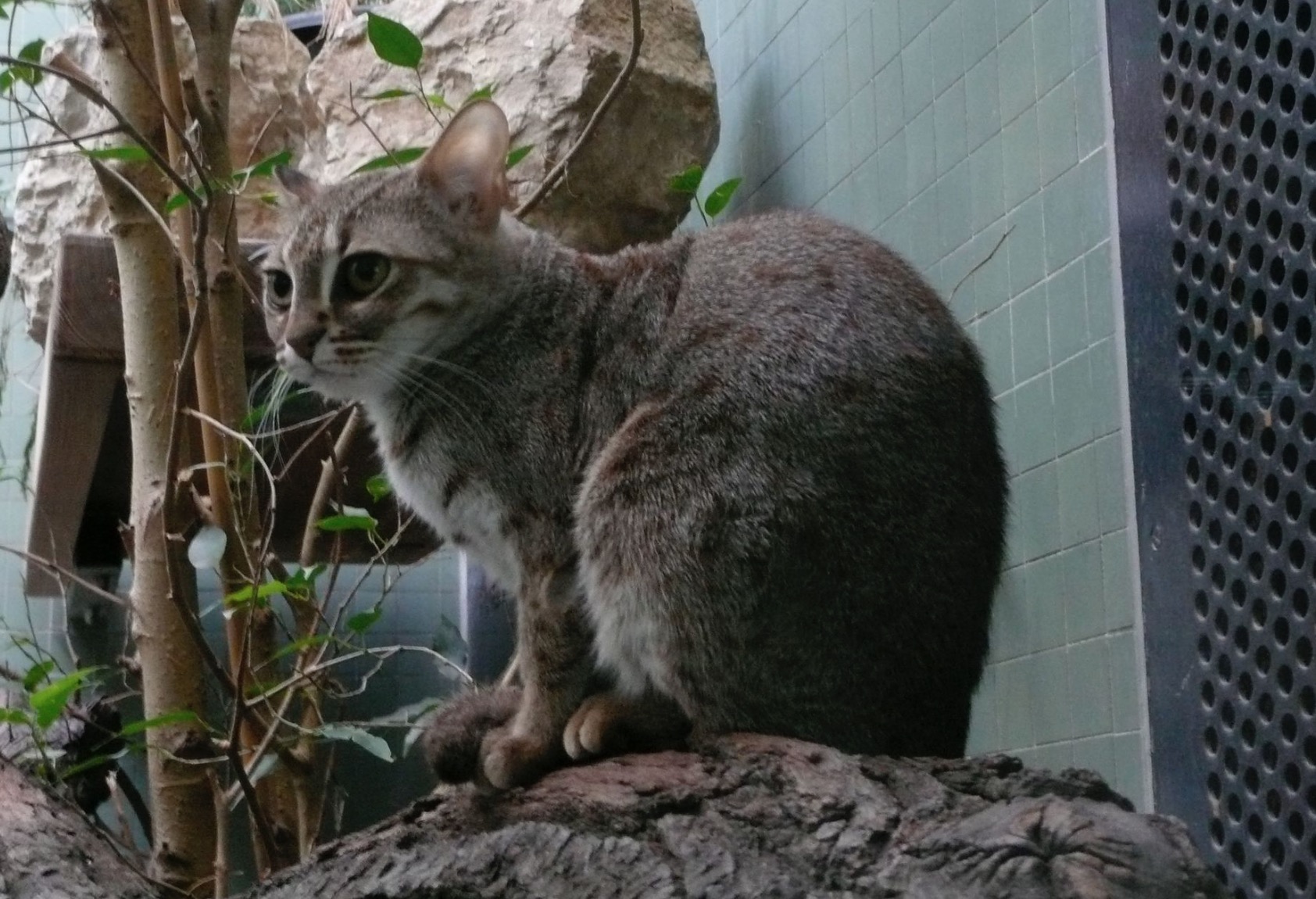 30-Prionailurus rubiginosus.JPEG