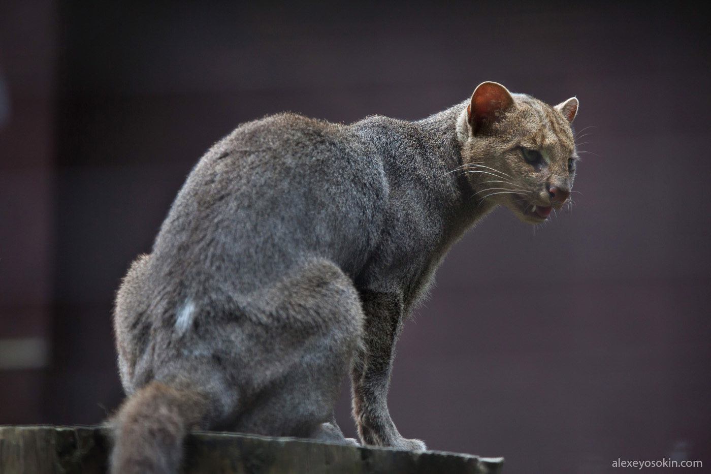 33-Puma concolor.JPEG