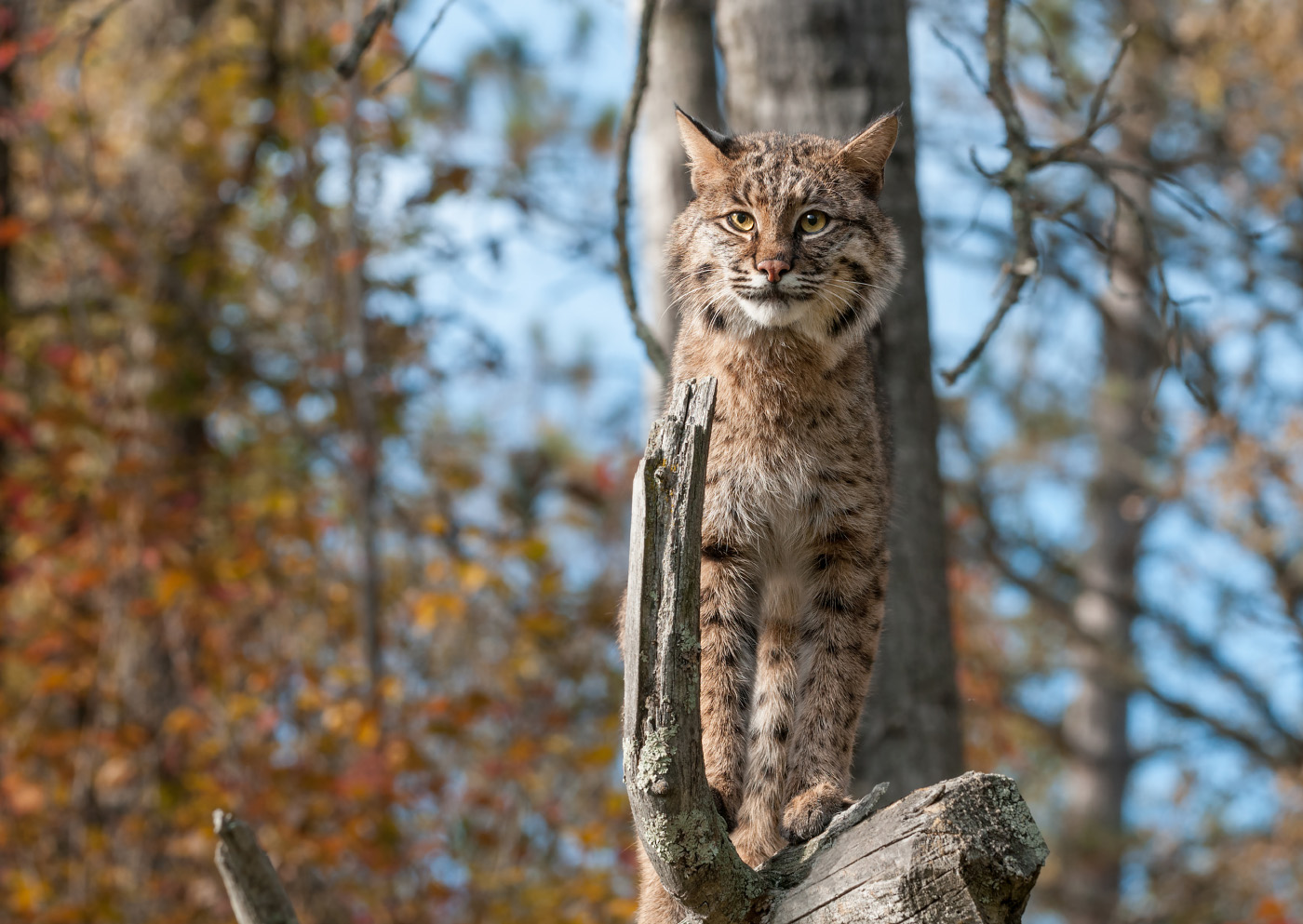 22-lynx lynx.jpg