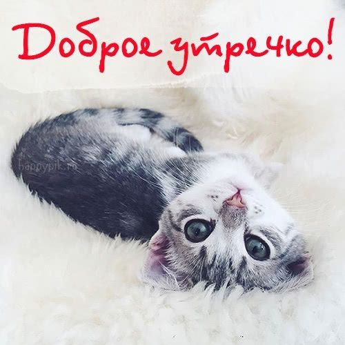Доброе утро хорошего дня