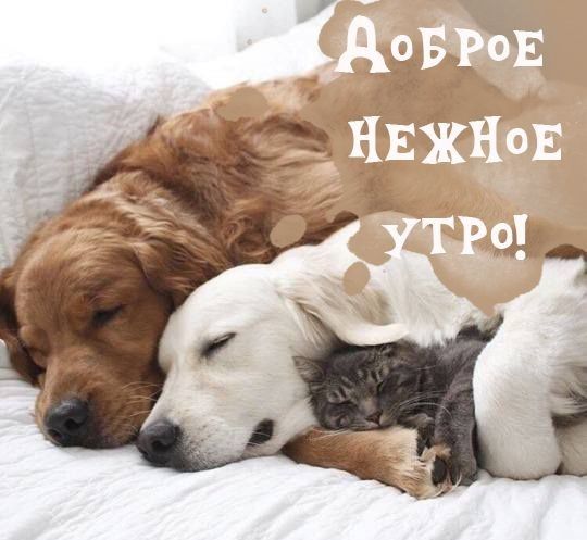 Доброе утро хорошего дня
