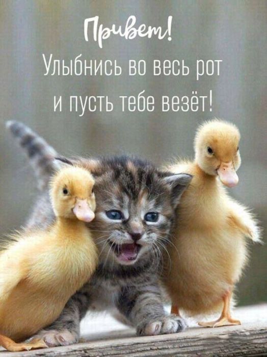 Доброе утро хорошего дня