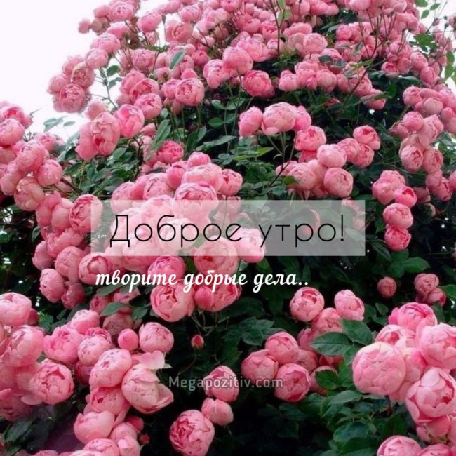 Доброе утро картинки