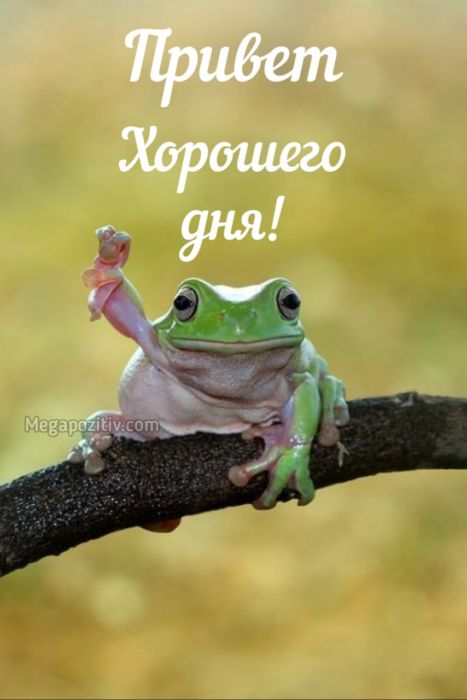 Доброе утро картинки