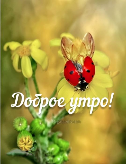 Доброе утро картинки