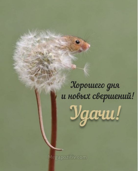 Доброе утро картинки