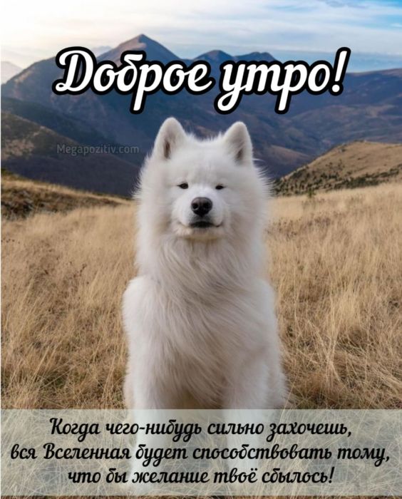 Доброе утро картинки
