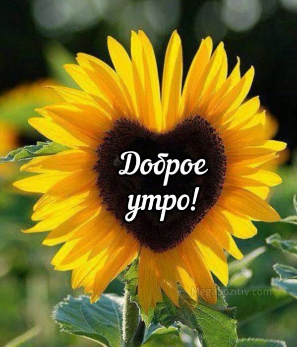 Доброе утро картинки