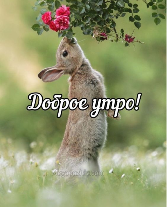 Доброе утро картинки