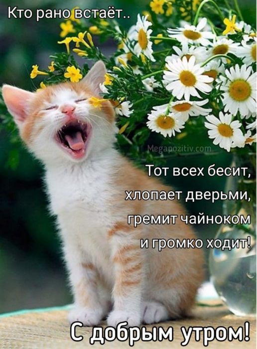 Доброе утро картинки