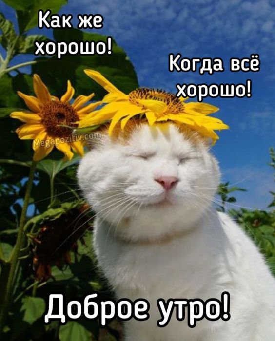 Доброе утро картинки