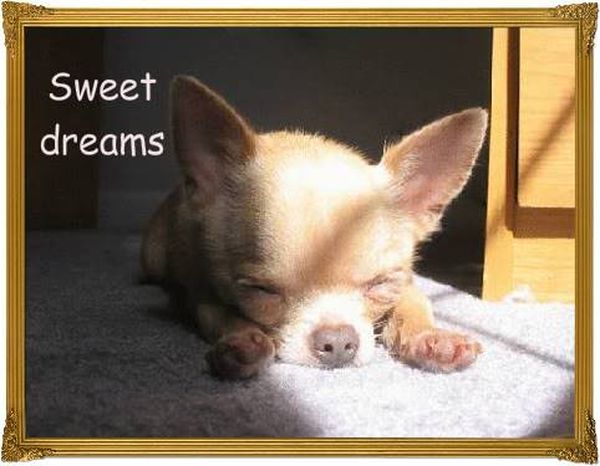 best cute sweet dreams meme