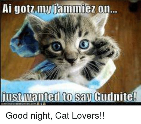 cool good night cat meme
