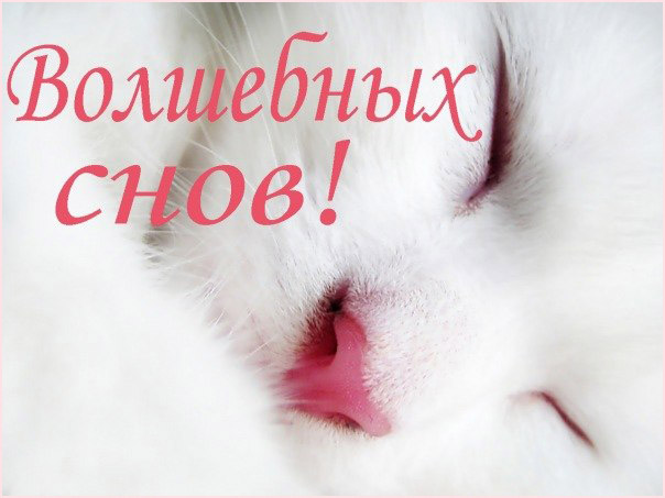 Прикольные пожелания спокойной ночи любимому
