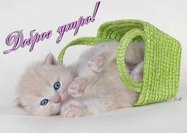 Картинки с котятами доброе утро