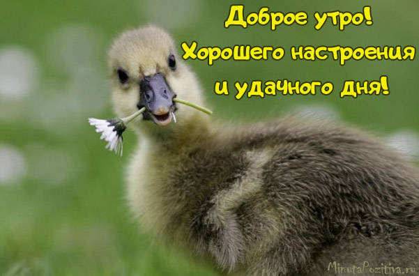 Доброе утро, хорошего дня и настроения