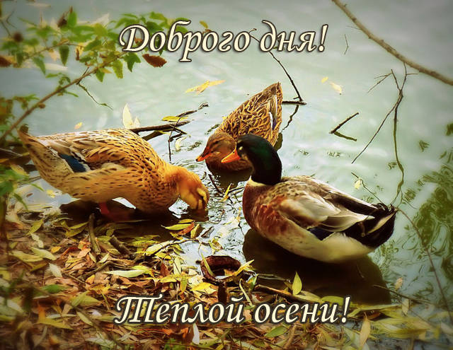 Доброго дня и теплой осени картинки красивые 