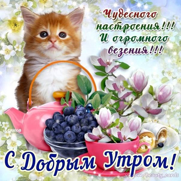 С Добрым утром и хорошим днем пожелания картинки