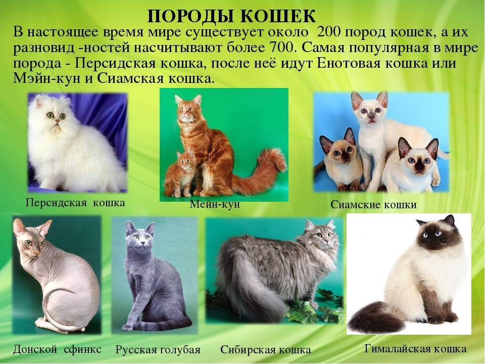 Список пород кошек с фото и названиями