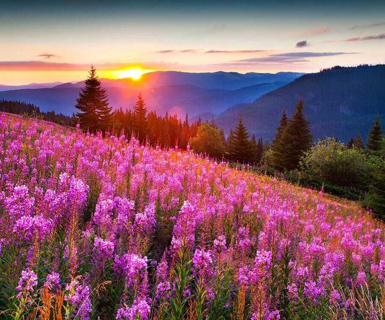 Красивые пейзажи фото природы с луговыми цветами