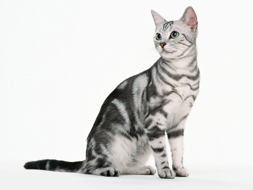Породы кошек картинки
