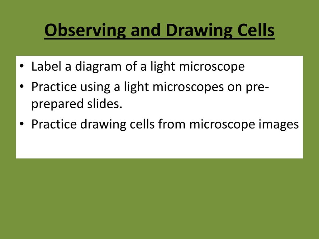 Observing and Drawing Cells