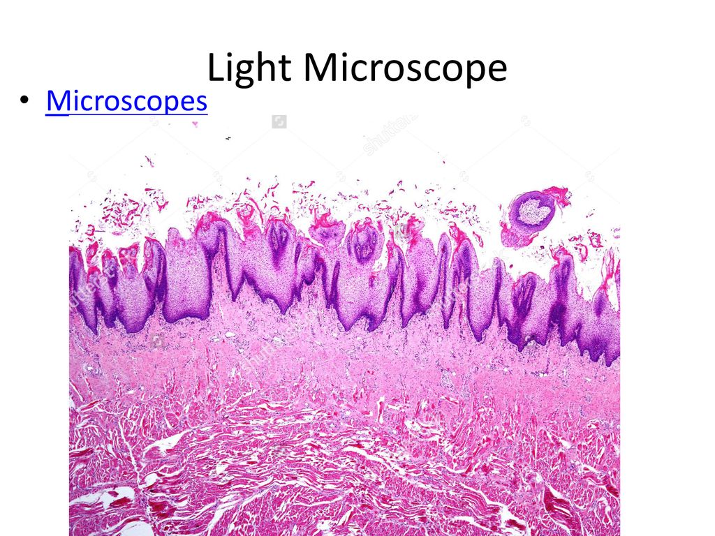 Light Microscope Microscopes