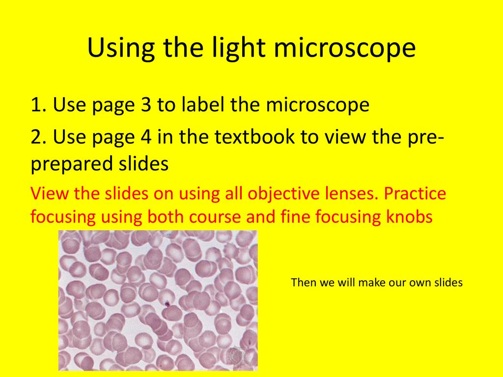 Using the light microscope