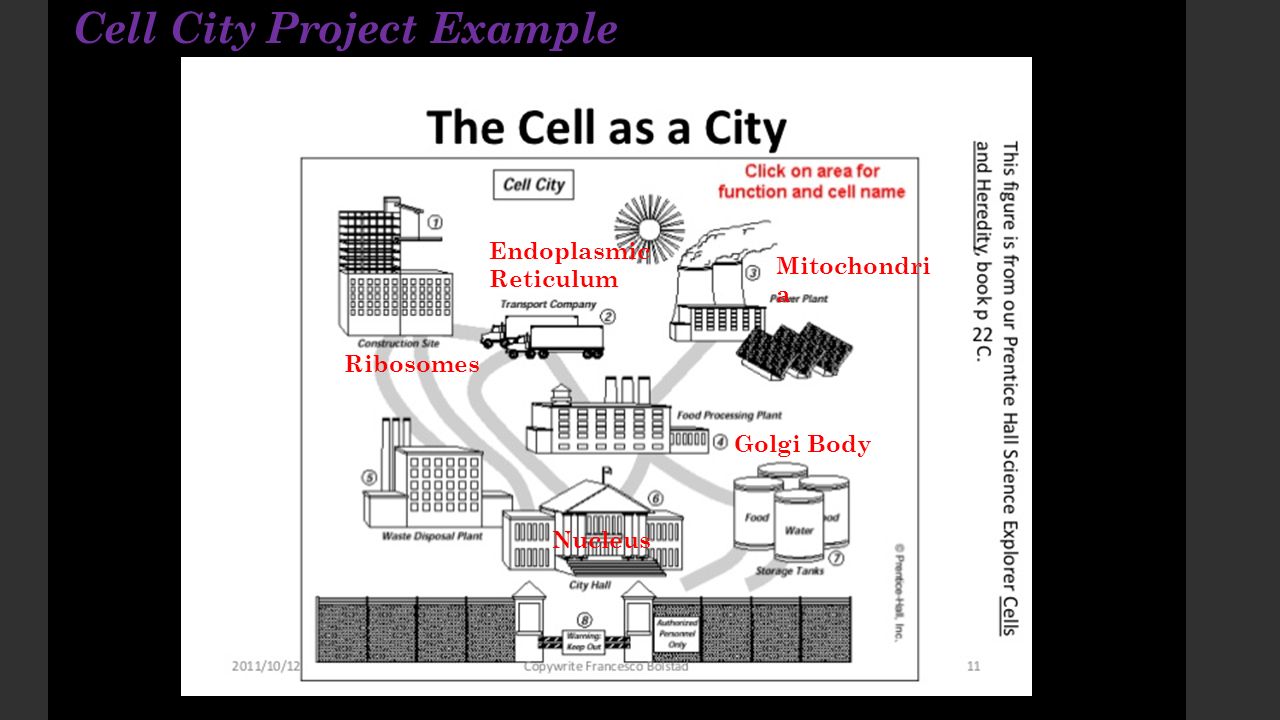 Cell City Project Example