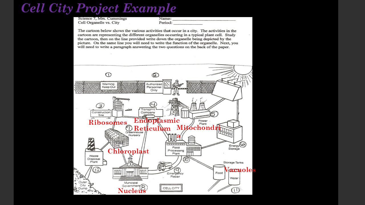Cell City Project Example